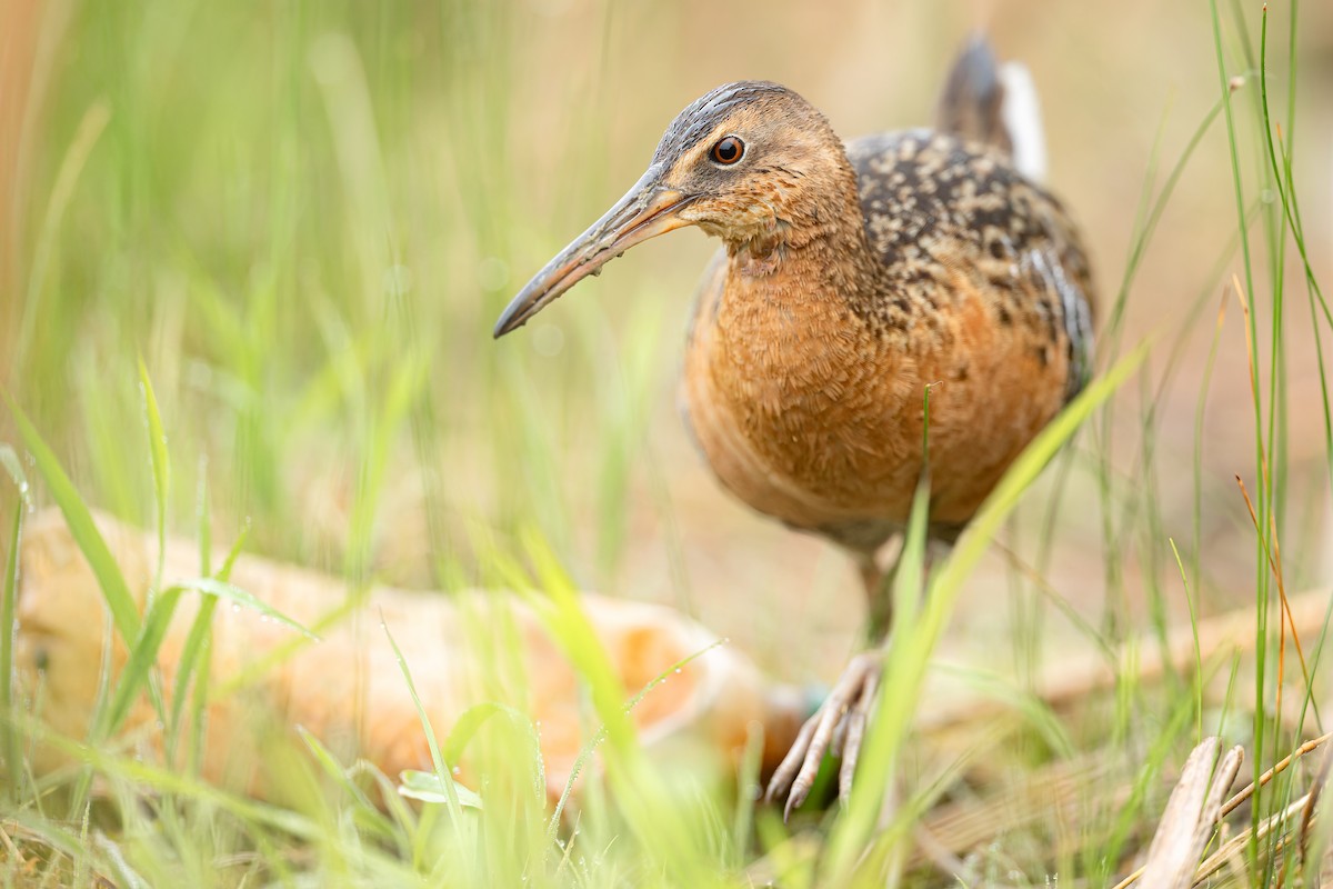 King Rail - ML655932895