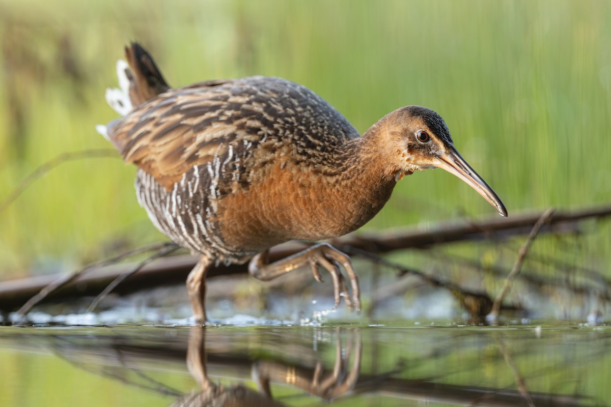 King Rail - ML655932896