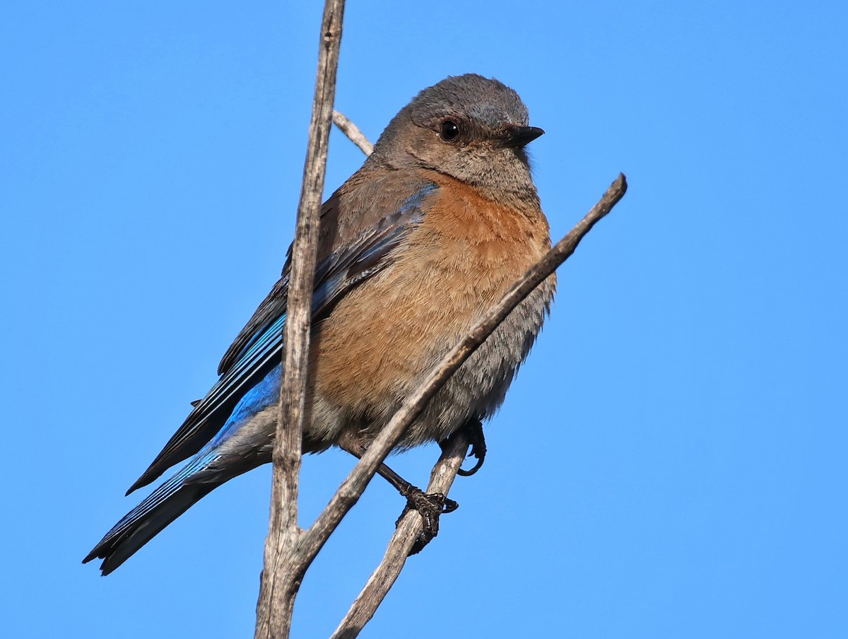 California Bird Atlas Checklist - 26 Apr 2026 - Angeles NF--Bear Divide ...