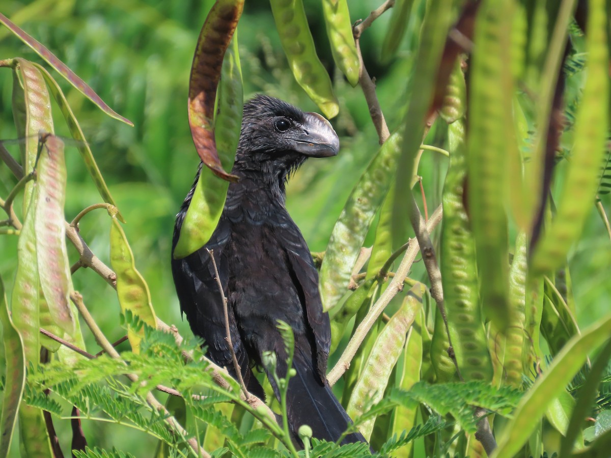 Smooth-billed Ani - ML655935287
