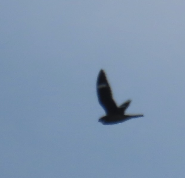 Antillean Nighthawk - ML655935313