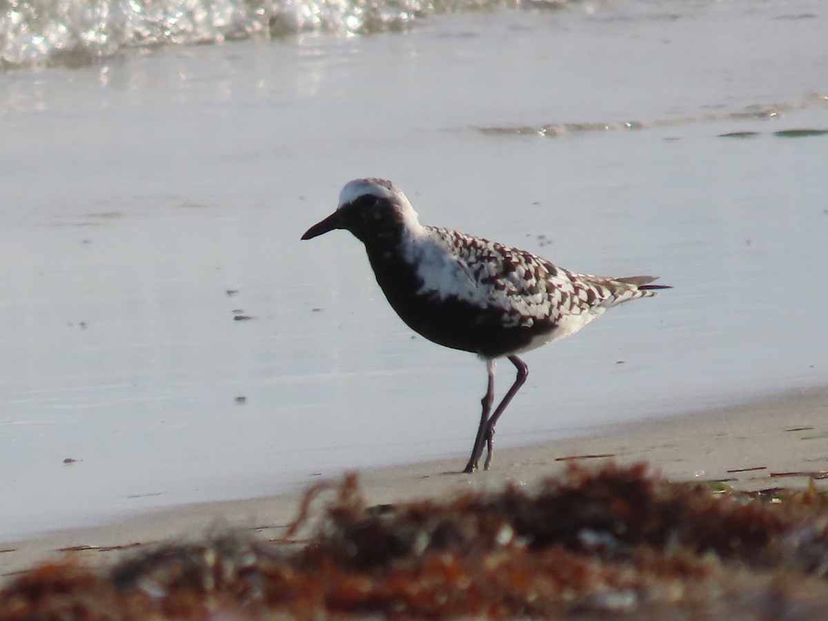 Black-bellied Plover - ML655935404