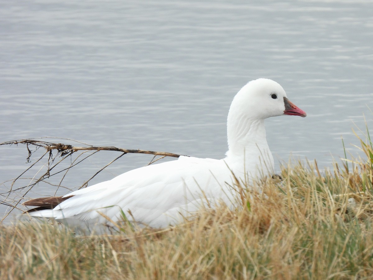 Ross's Goose - ML655935518