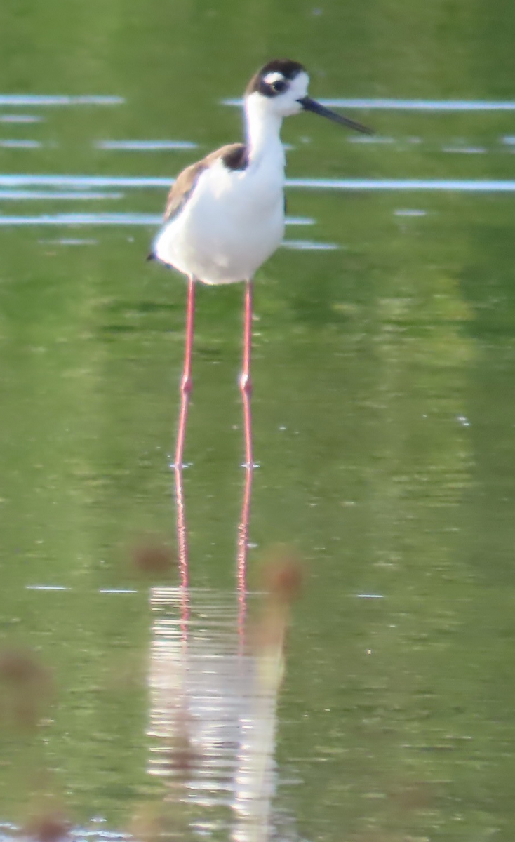 Black-necked Stilt - ML655935533