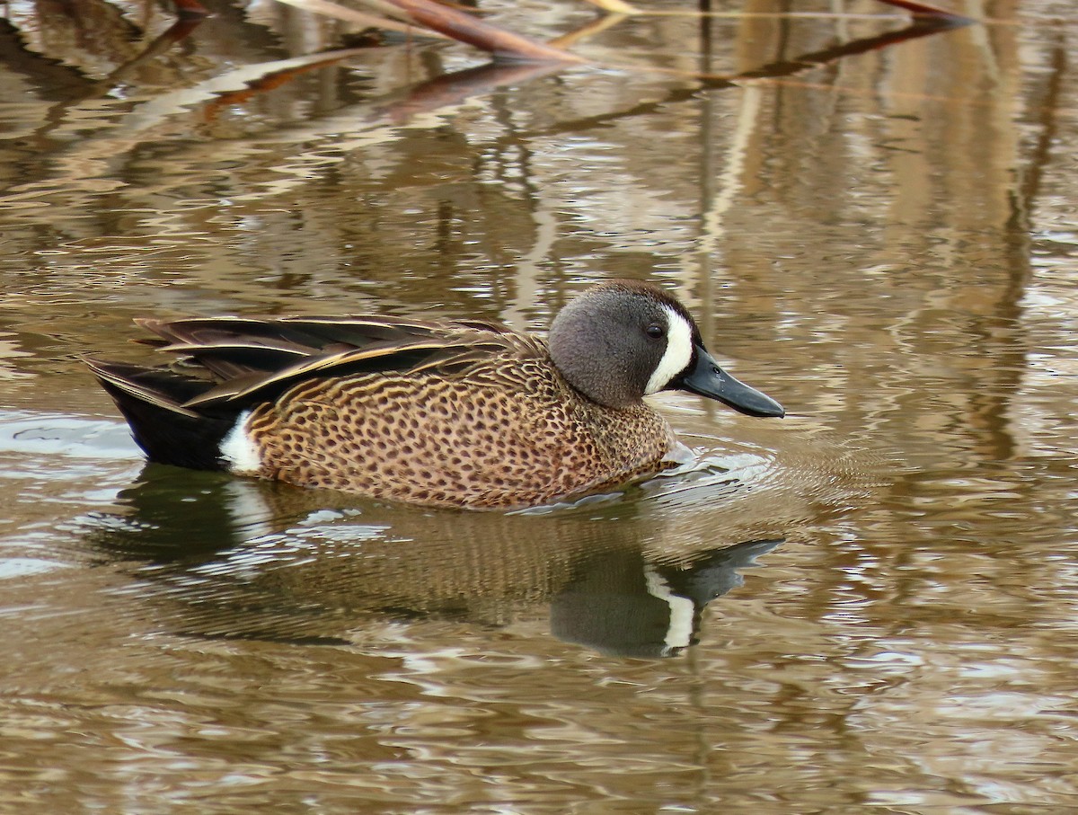 Blue-winged Teal - ML655935542