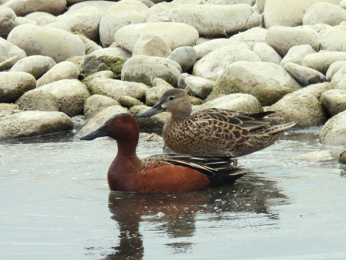 Cinnamon Teal - ML655935551