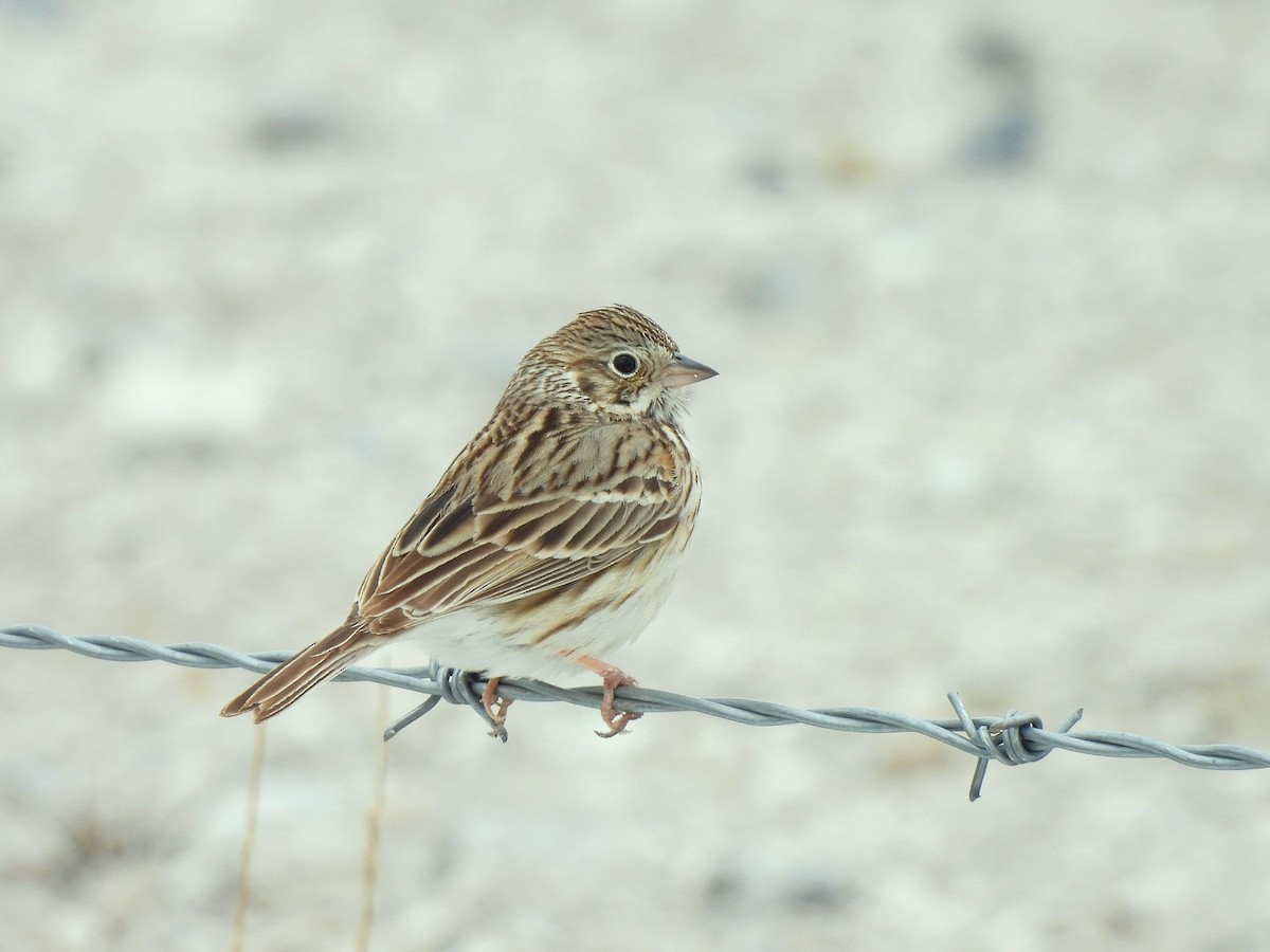 Vesper Sparrow - ML655935571