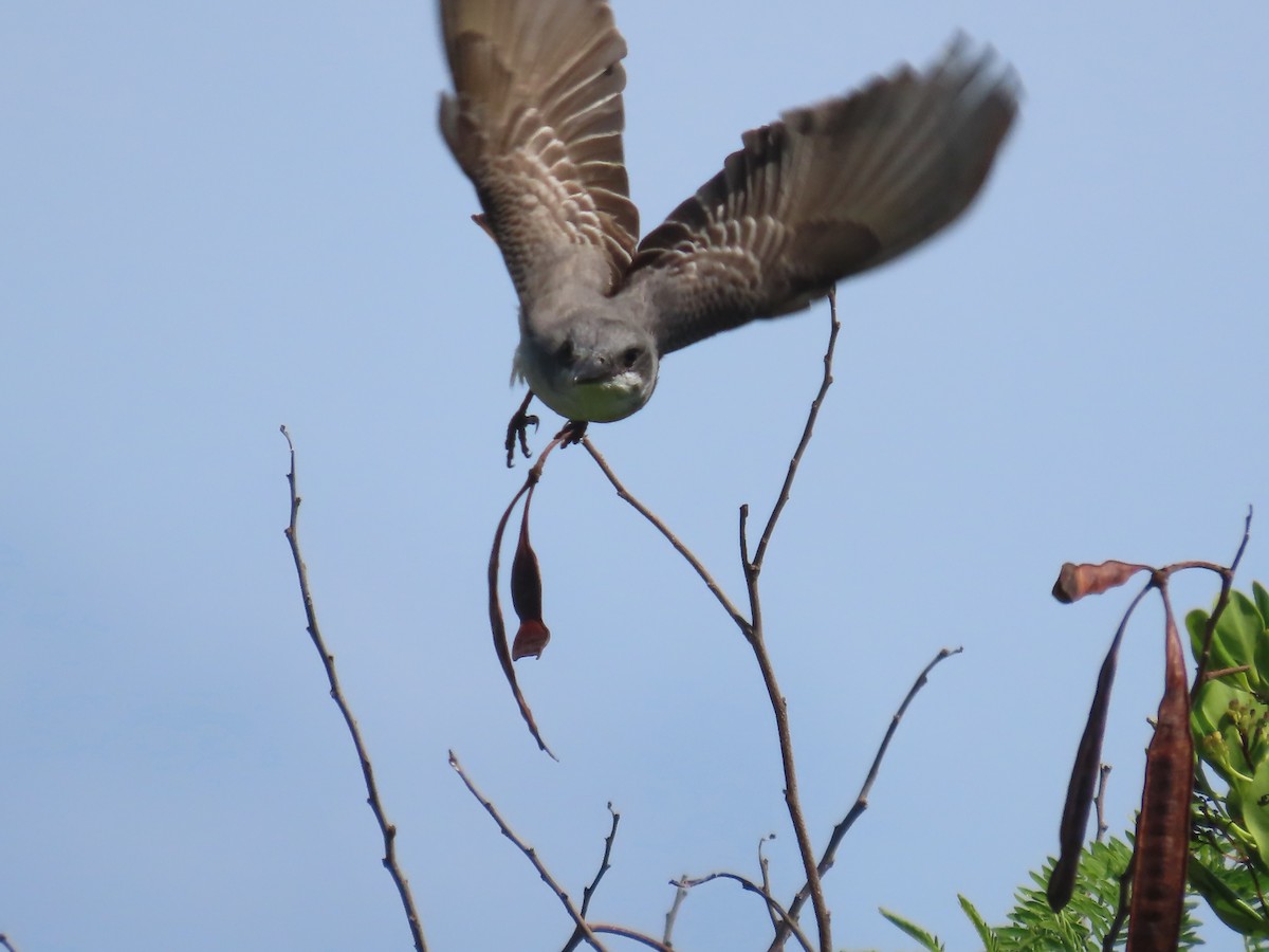 Gray Kingbird - ML655935584