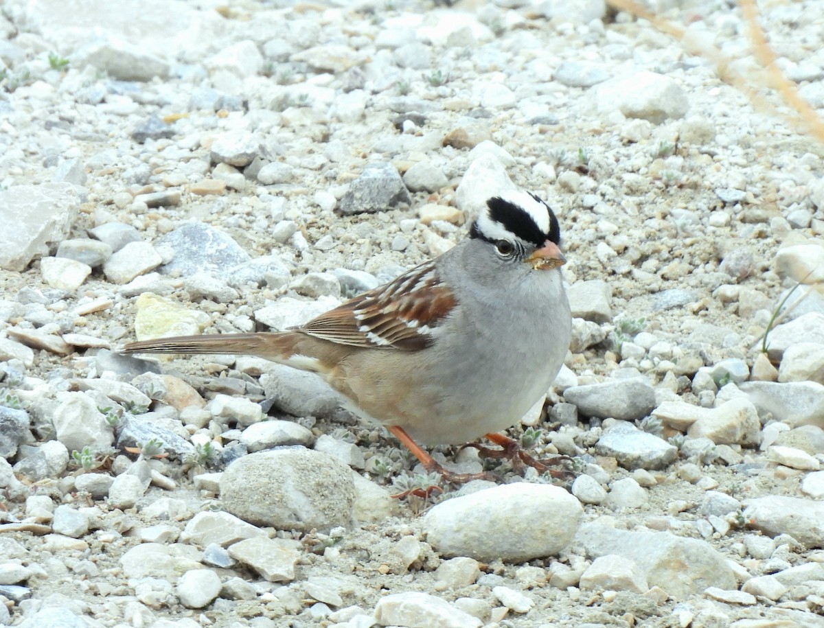 White-crowned Sparrow - ML655935591