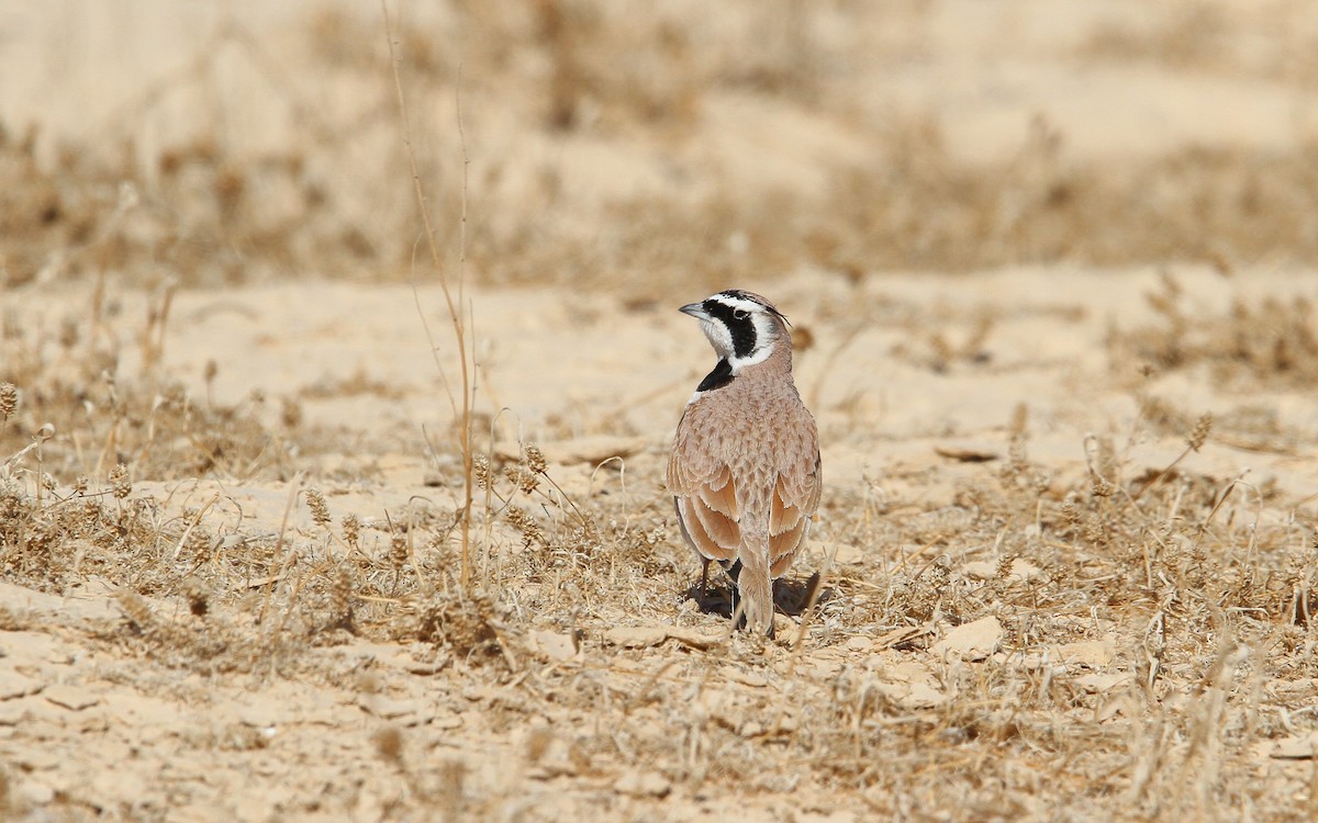 Temminck's Lark - ML65593571