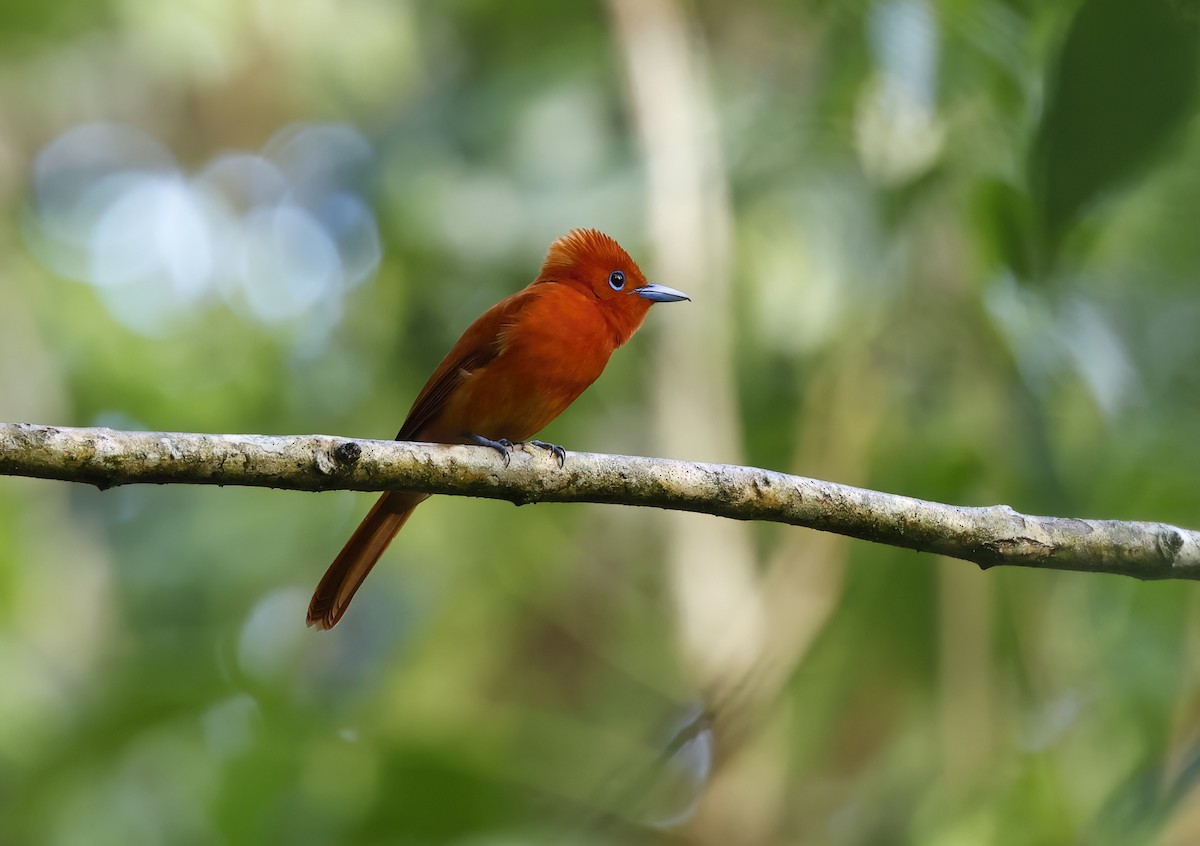 Rufous Paradise-Flycatcher (Southern) - ML655935786