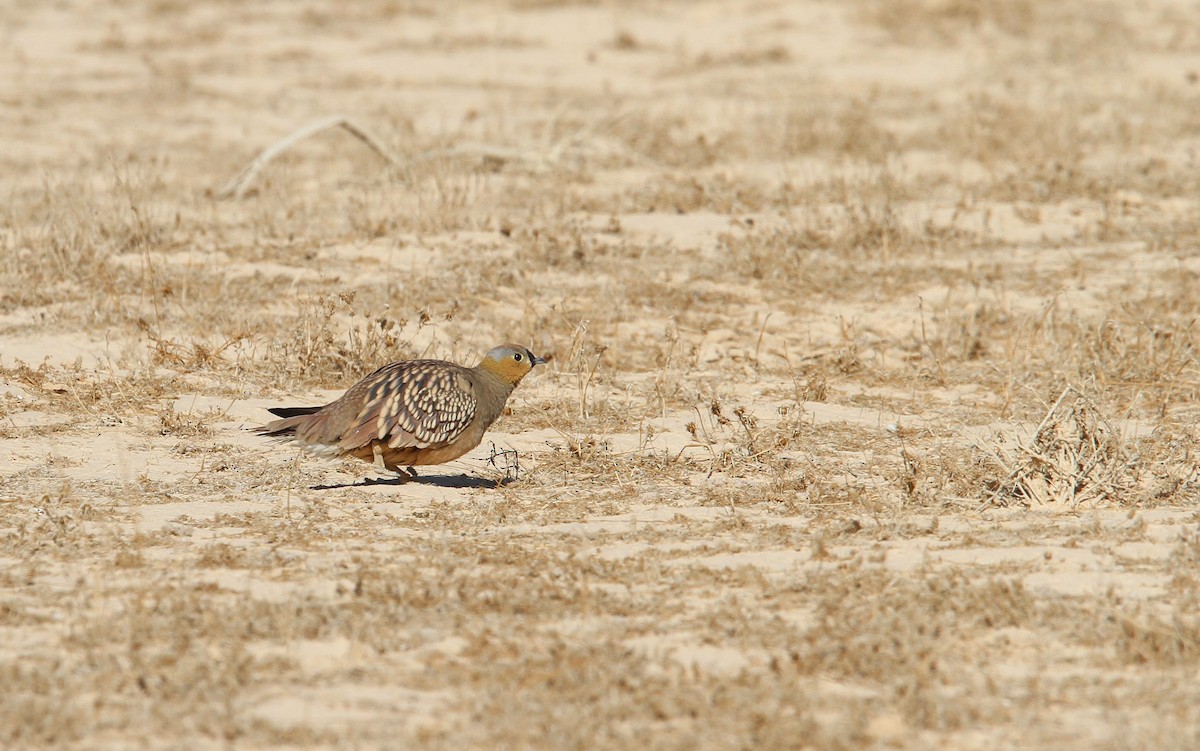 Crowned Sandgrouse - ML65593581