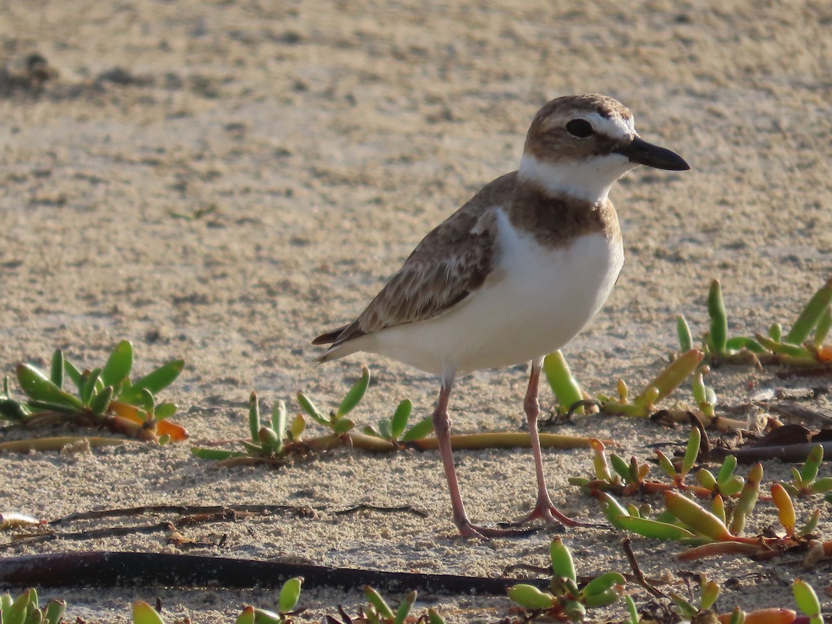 Wilson's Plover - ML655936407