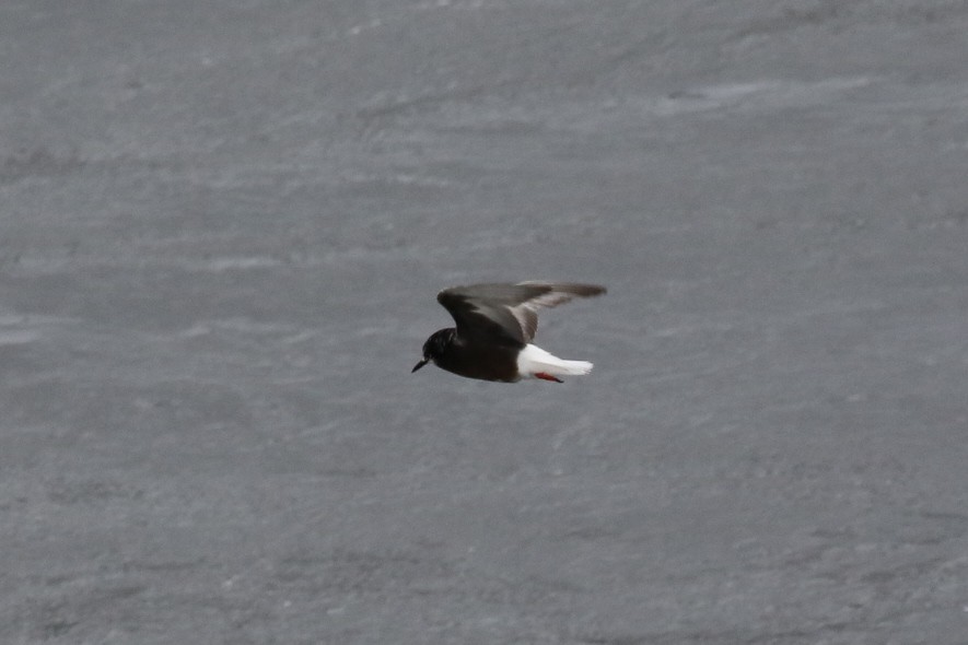 White-winged Tern - ML65593821