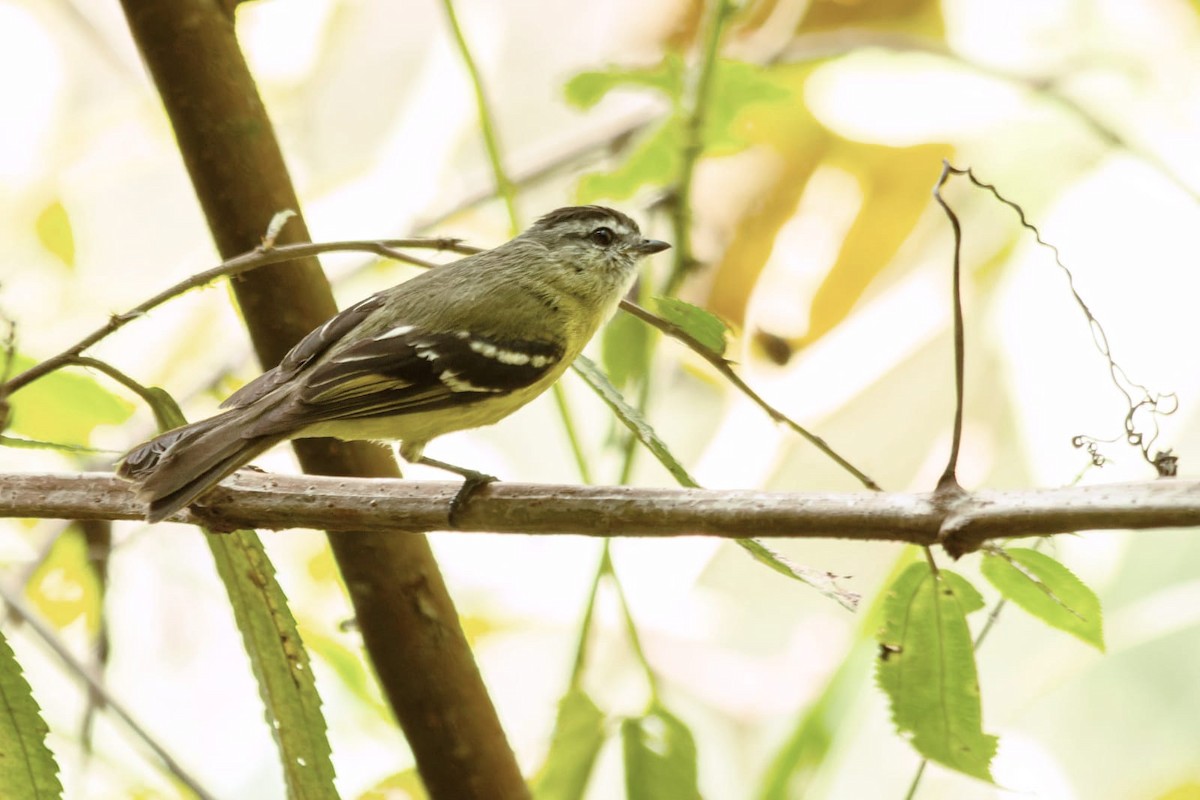 Black-capped Tyrannulet - ML655941513