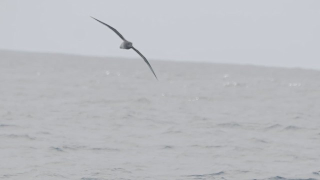 Murphy's Petrel - ML655942038