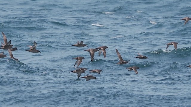 灰水薙鳥 - ML655942553