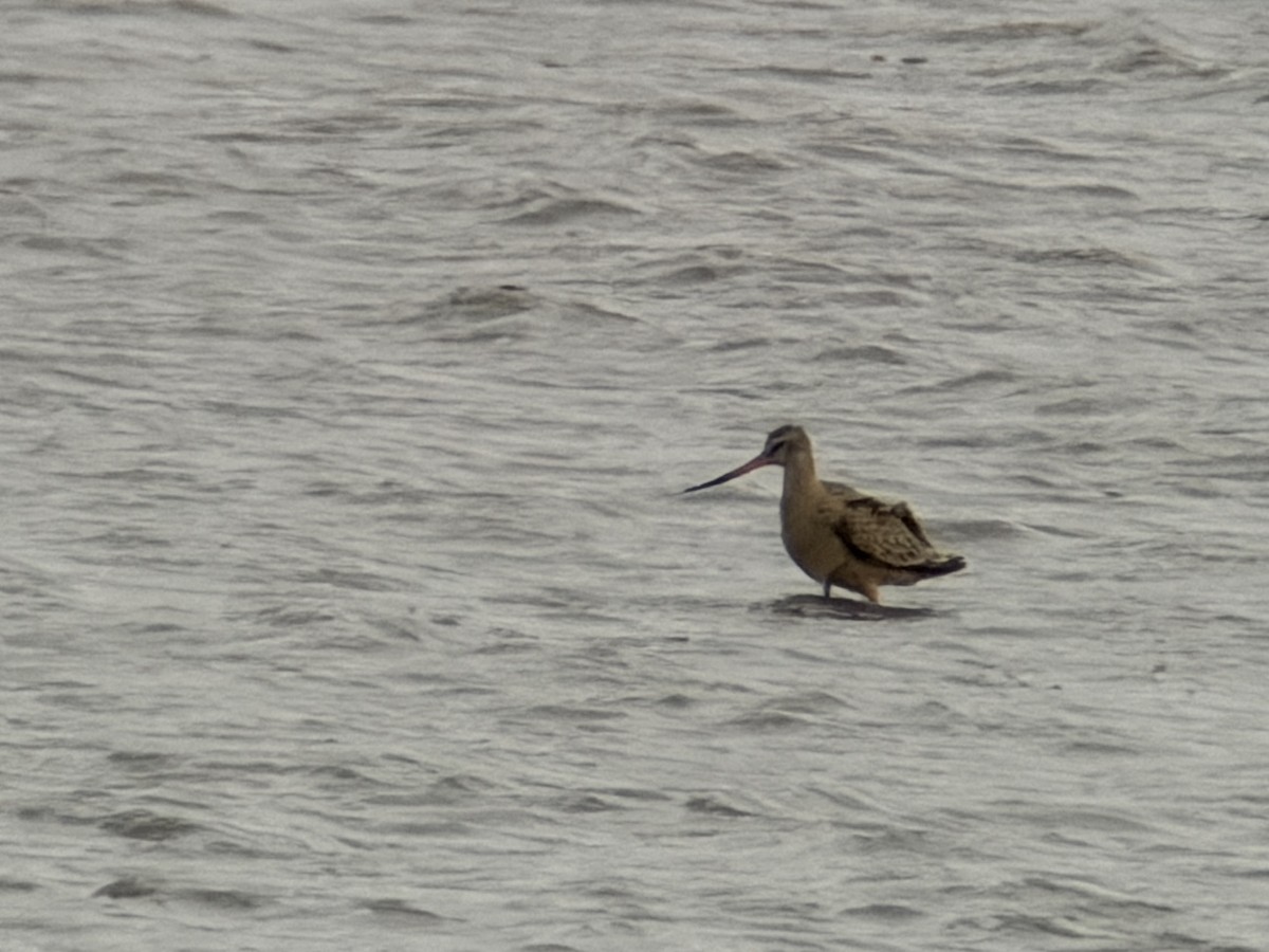 Marbled Godwit - ML655943767
