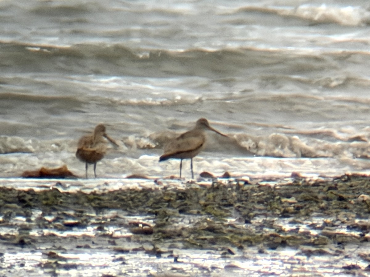 Marbled Godwit - ML655943768