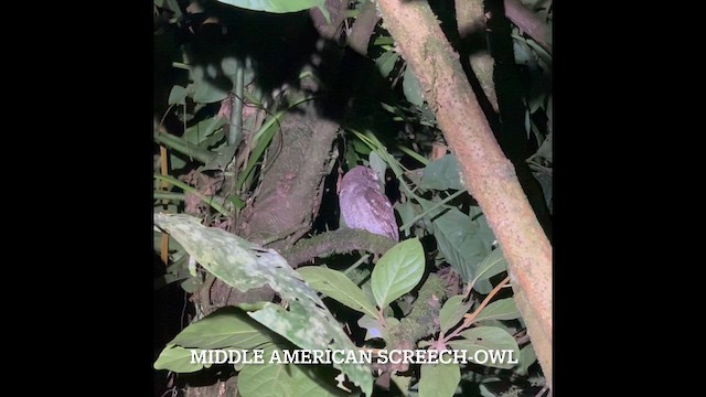Middle American Screech-Owl - ML655944014