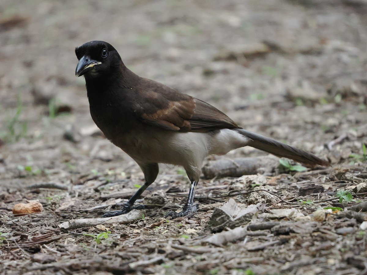 Brown Jay - ML655944107