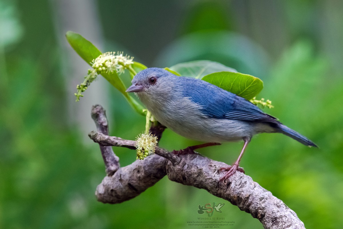 Bicolored Conebill - Wendell SJ Reyes
