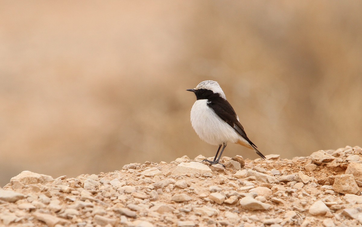 Mourning Wheatear - Christoph Moning