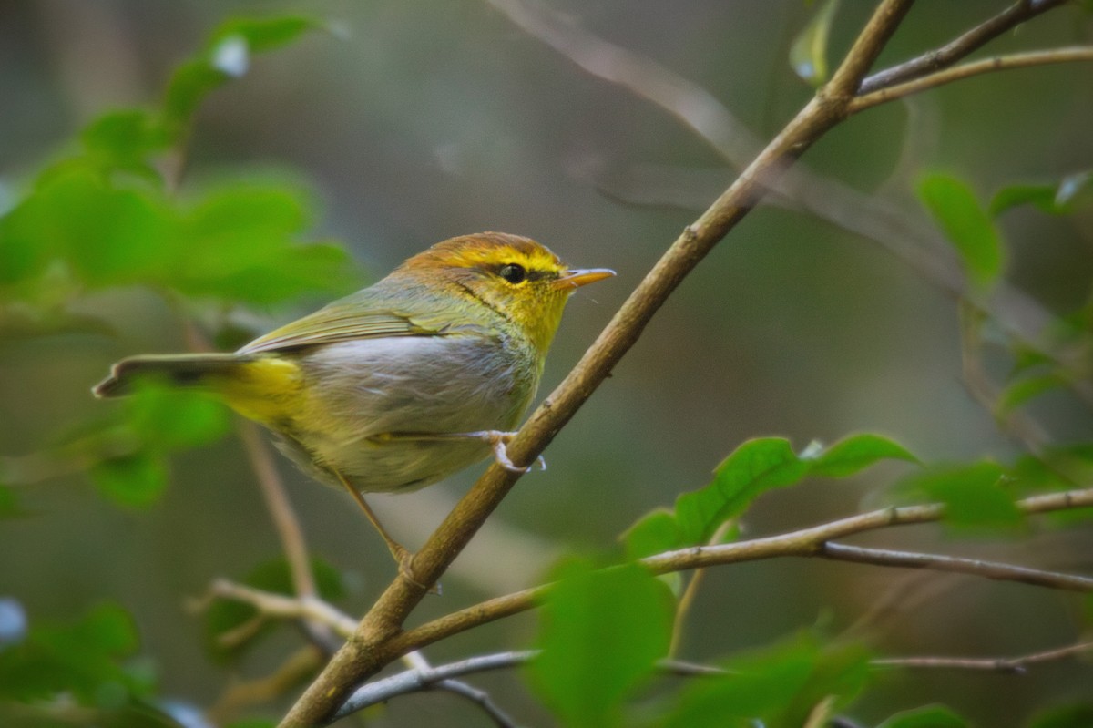 Yellow-throated Woodland-Warbler - ML655945971