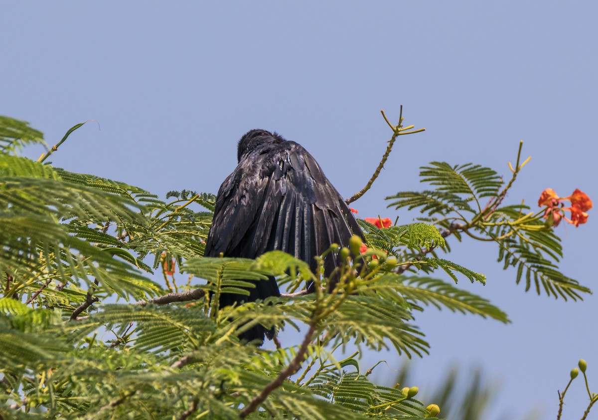 Large-billed Crow - ML65594811