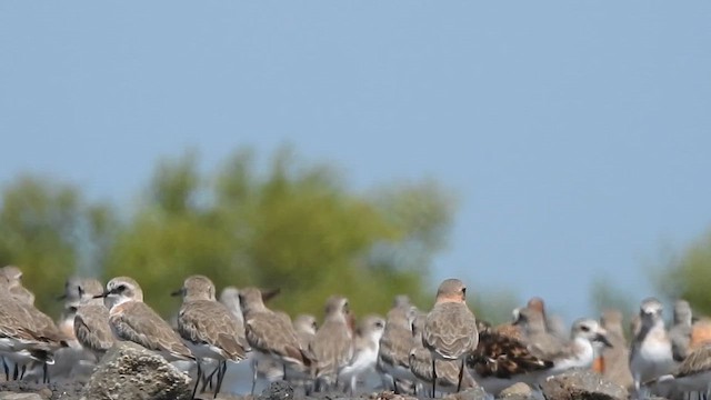 Tibetan Sand-Plover - ML655948725