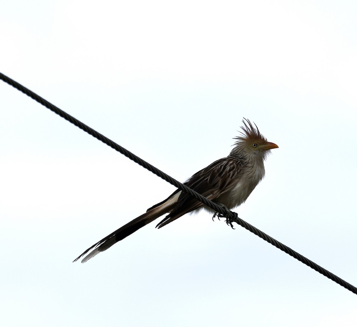 eBird Checklist - 25 Apr 2026 - Guira Cuckoo Stop - 3 species