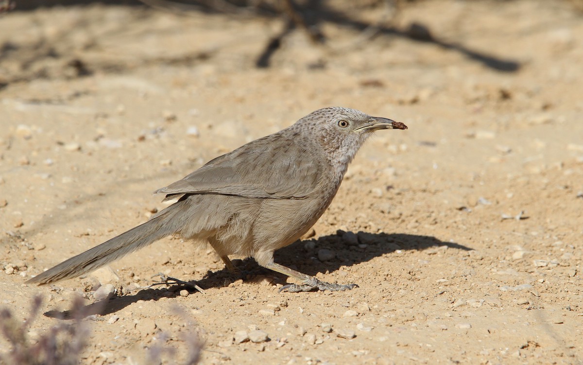 Arabian Babbler - Christoph Moning