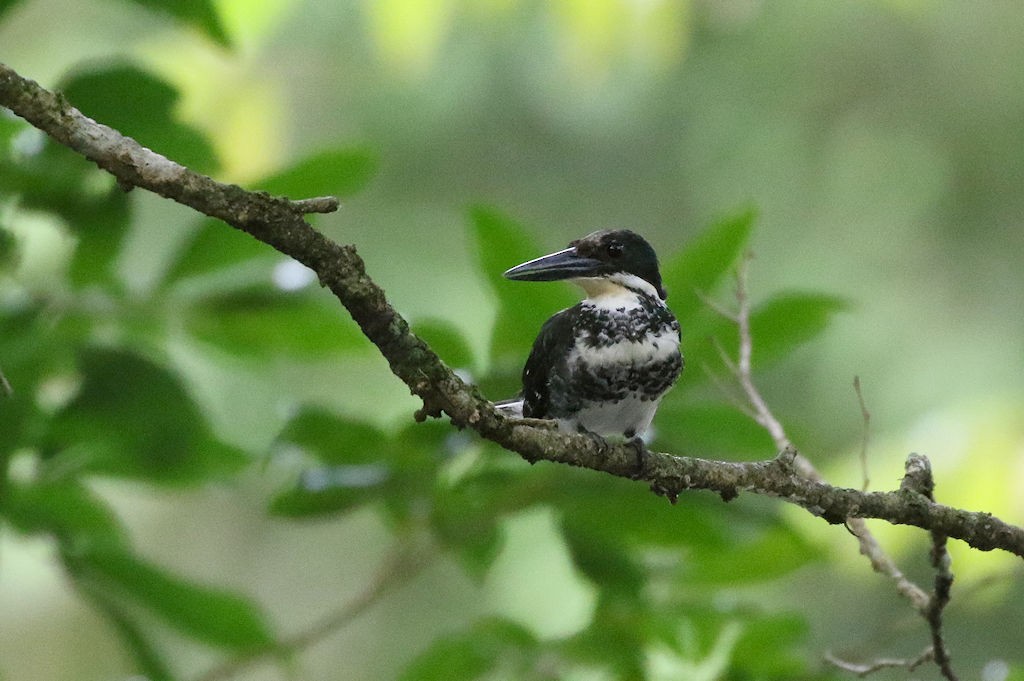 Green Kingfisher - ML65595541