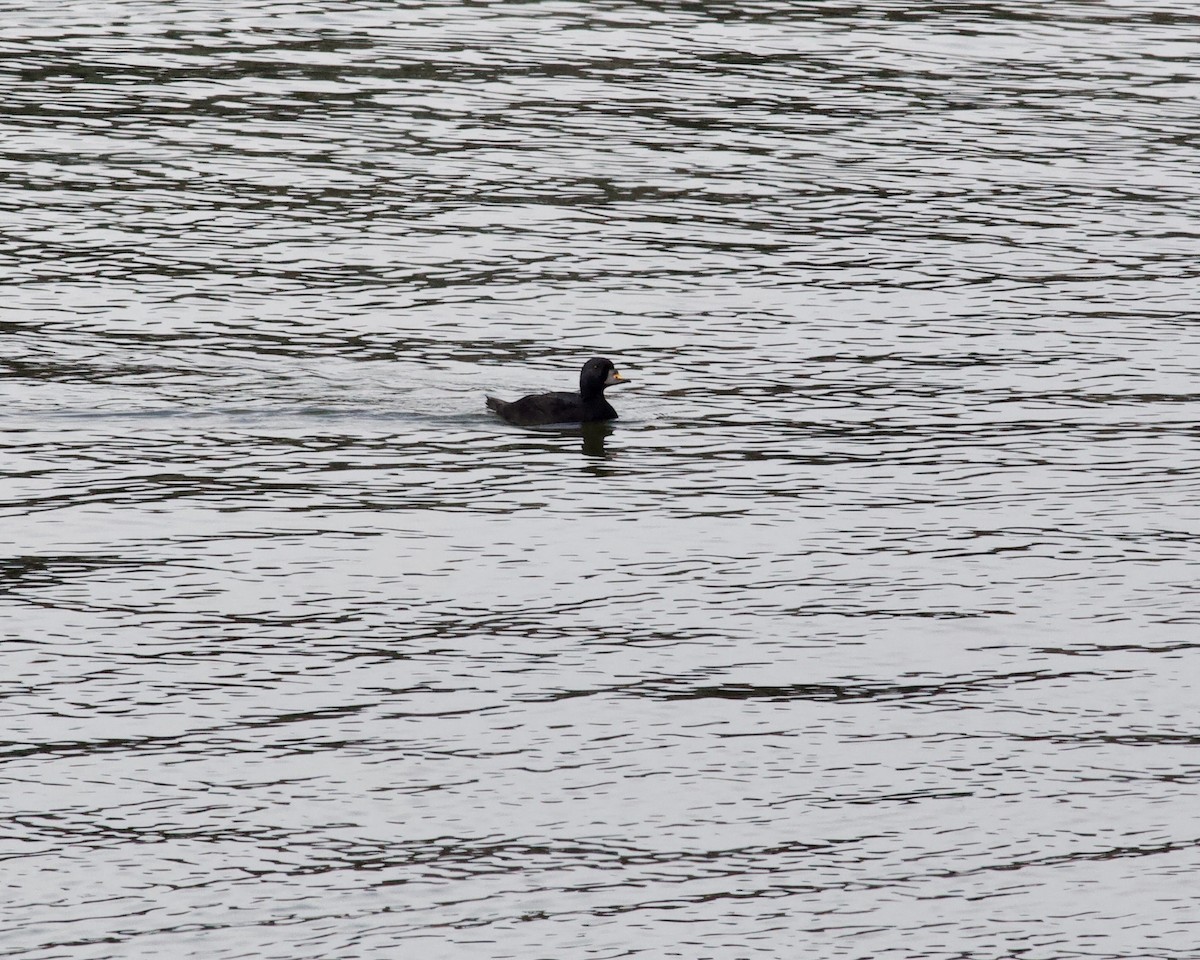 Common Scoter - ML655955589