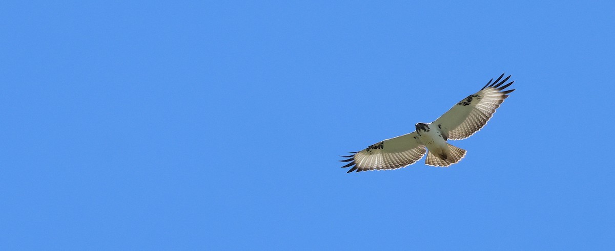 Augur Buzzard - ML655955590