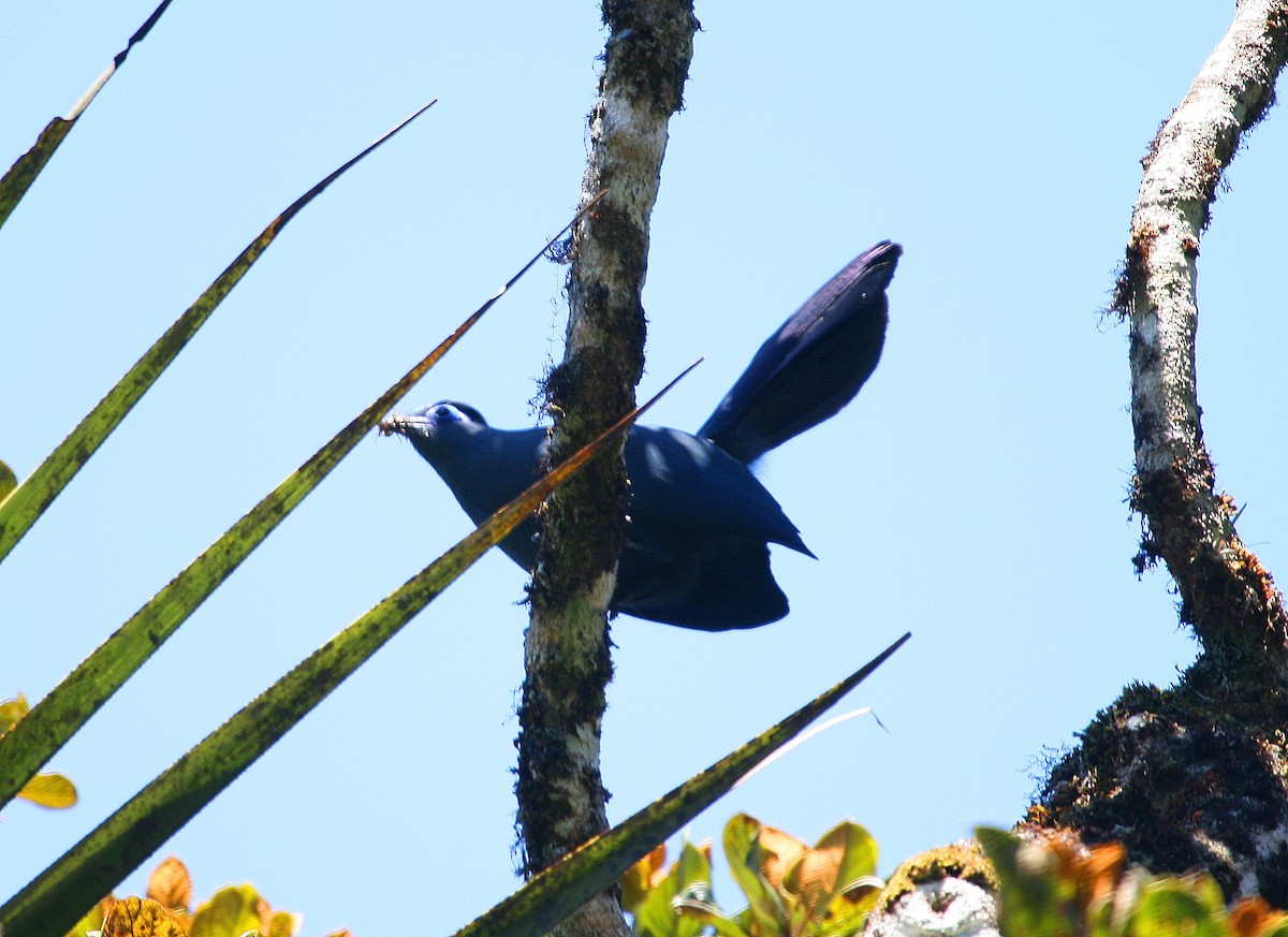 Coua bleu - ML655955628