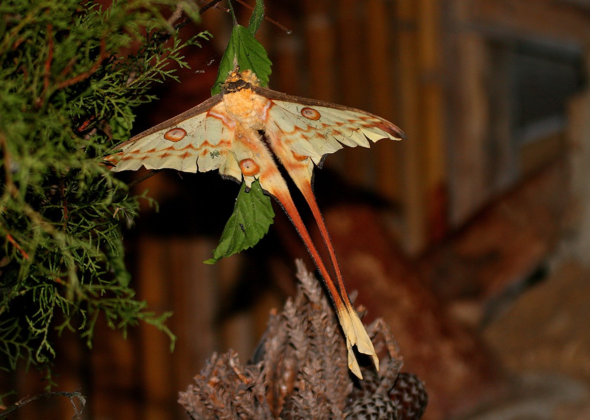 Madagascan Moon Moth - ML655955636