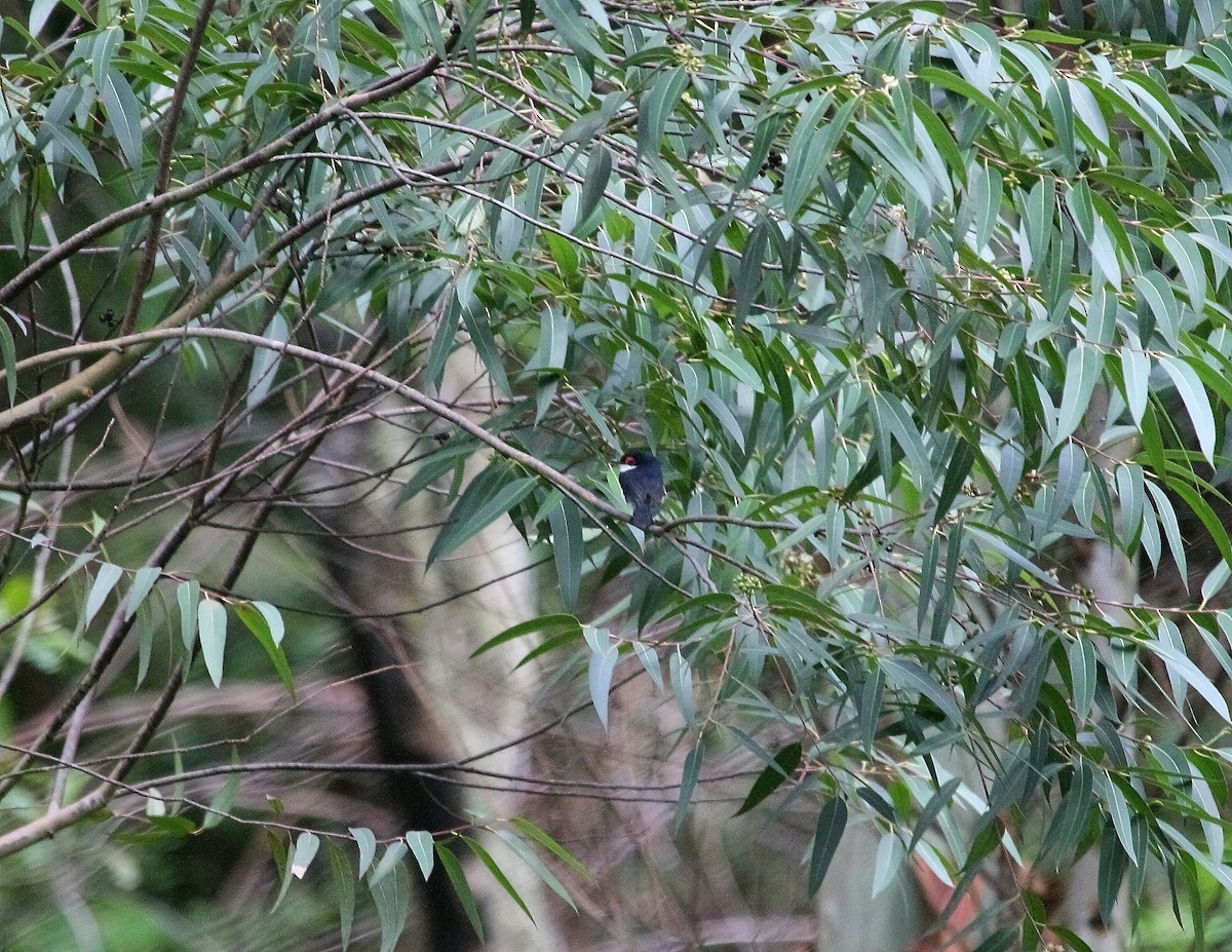 Banded Wattle-eye - ML655957007
