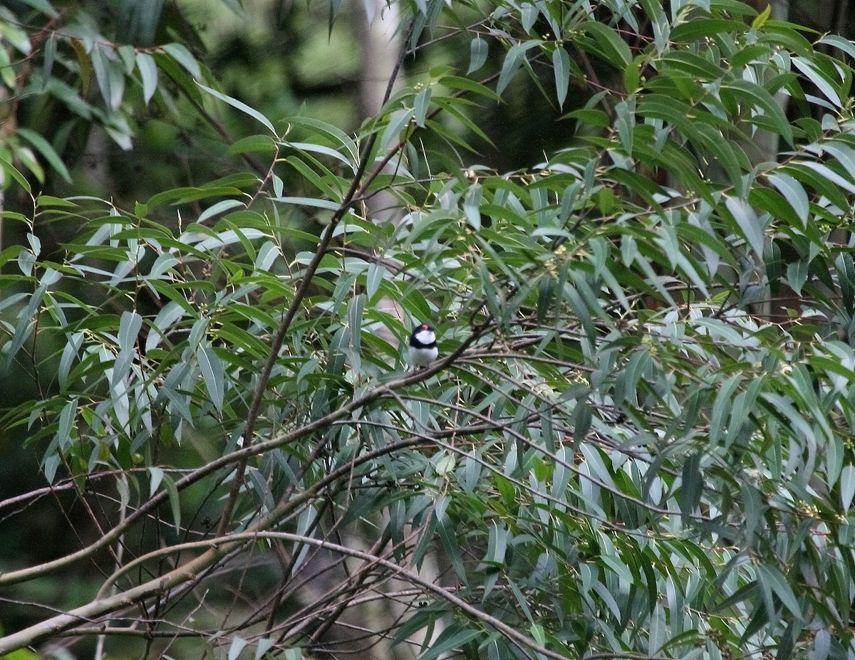 Banded Wattle-eye - ML655957011