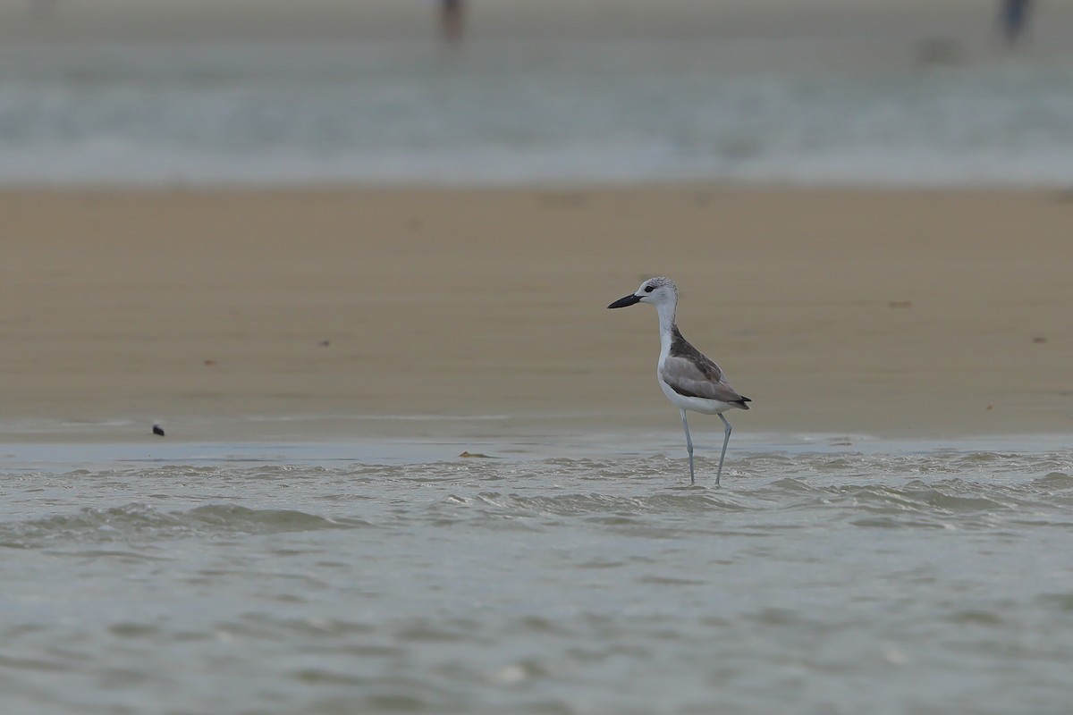 Crab-Plover - ML655957505