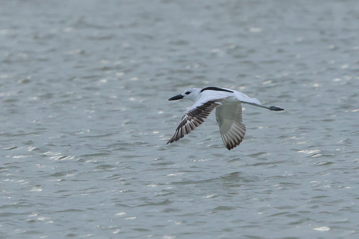 Crab-Plover - ML655957506