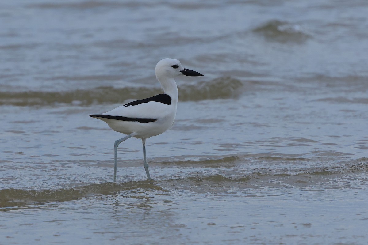 Crab-Plover - ML655957507