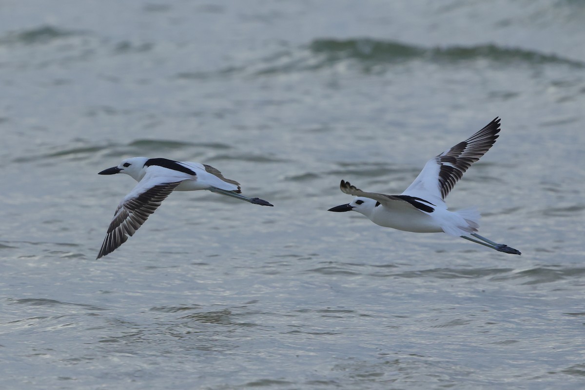 Crab-Plover - ML655957509