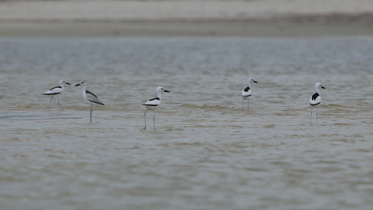 Crab-Plover - ML655957511