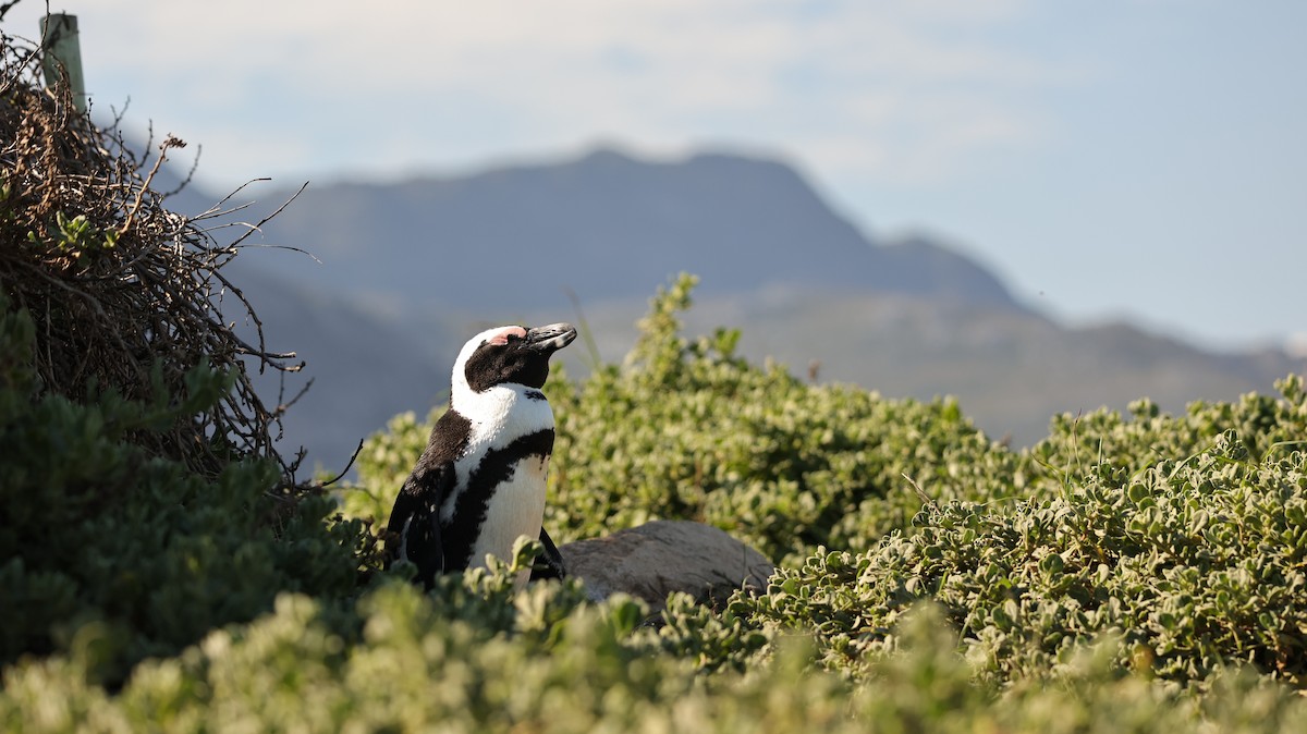 African Penguin - ML655958304