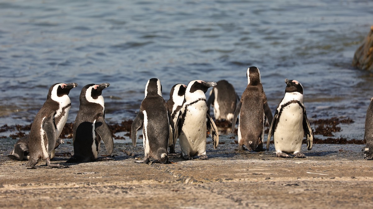 African Penguin - ML655958617