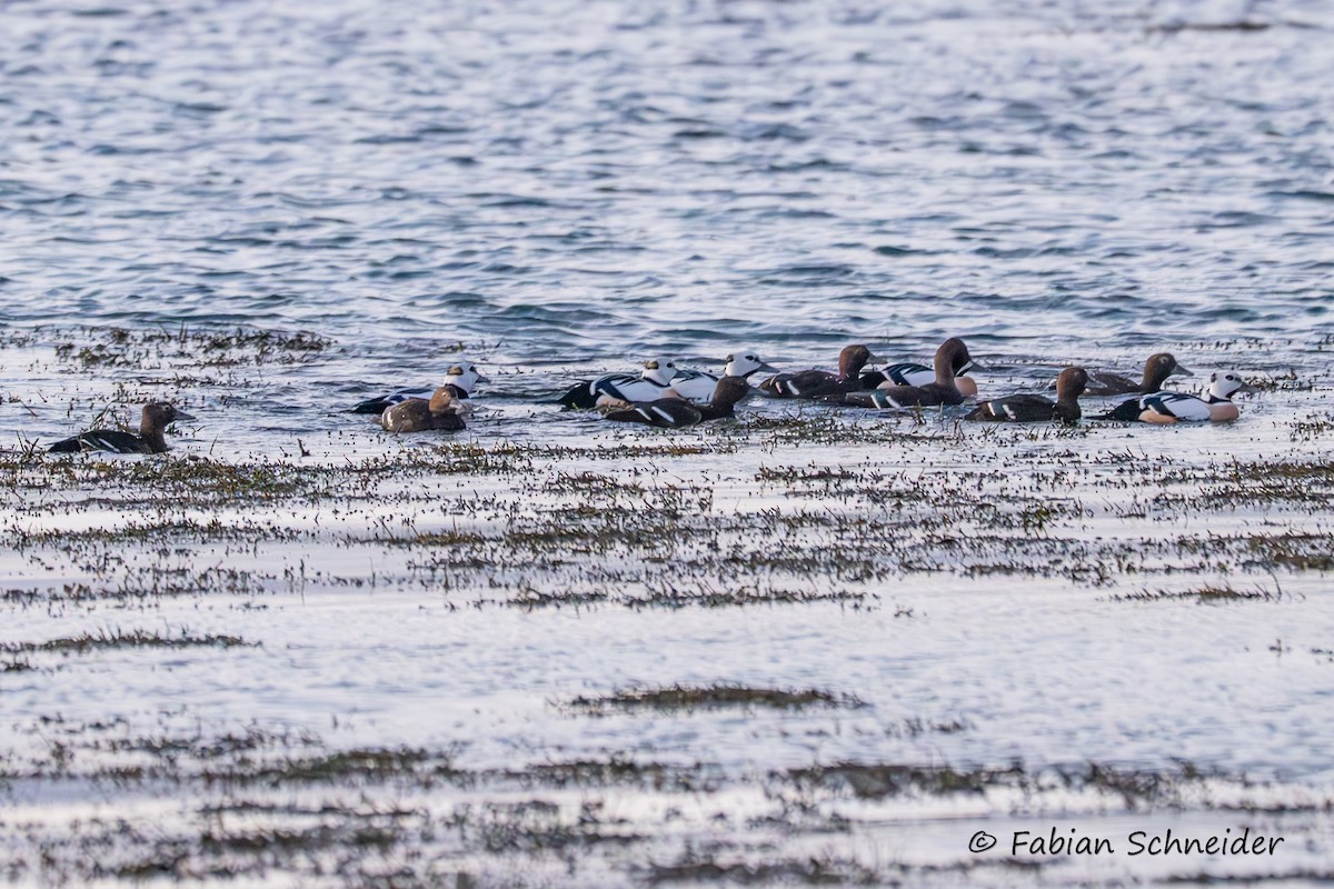 Steller's Eider - ML655958963