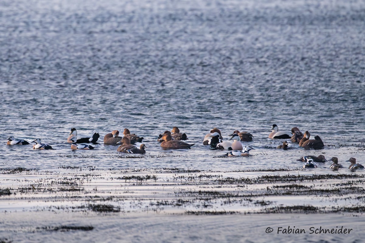 Steller's Eider - ML655958964