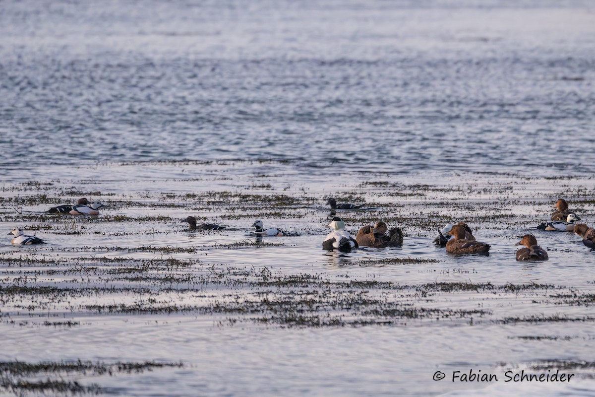 Steller's Eider - ML655958973