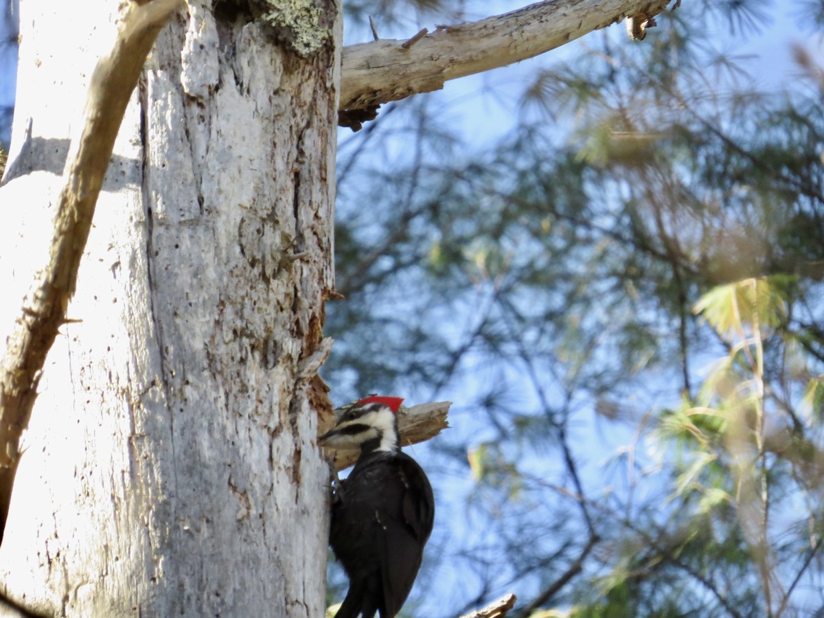 eBird Checklist - 27 Apr 2026 - Lowell Holly Reservation (TTOR) - 1 species